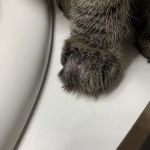 Companion Care Veterinary Hospital