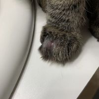 Companion Care Veterinary Hospital ico