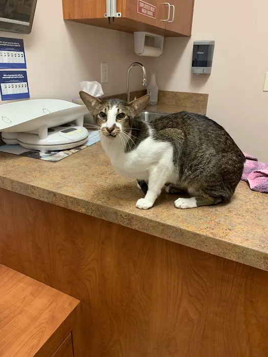 Angel Animal Hospital Picture 5