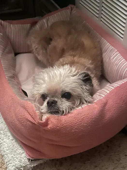 Angel Animal Hospital Picture 2