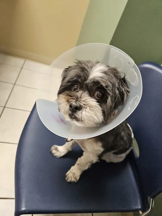 Animal Advocates Veterinary Hospital Picture 7