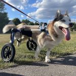Animal Advocates Veterinary Hospital