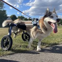 Animal Advocates Veterinary Hospital ico