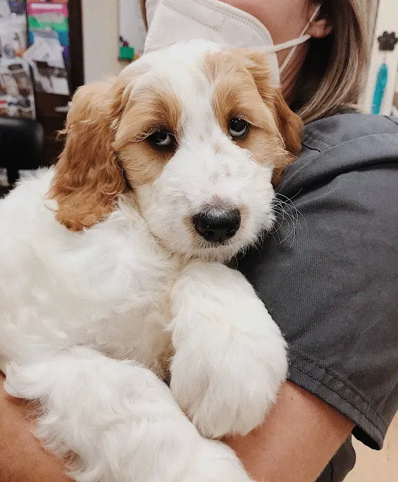 Oakland Hills Veterinary Hospital Picture 10