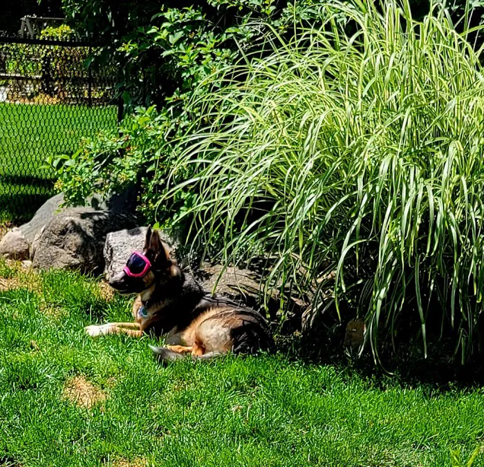Veterinary Vision of Rochester Picture 6