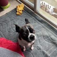 Veterinary Vision of Rochester ico