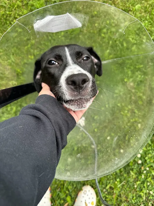 Animal Emergency Center - Rochester Picture 6