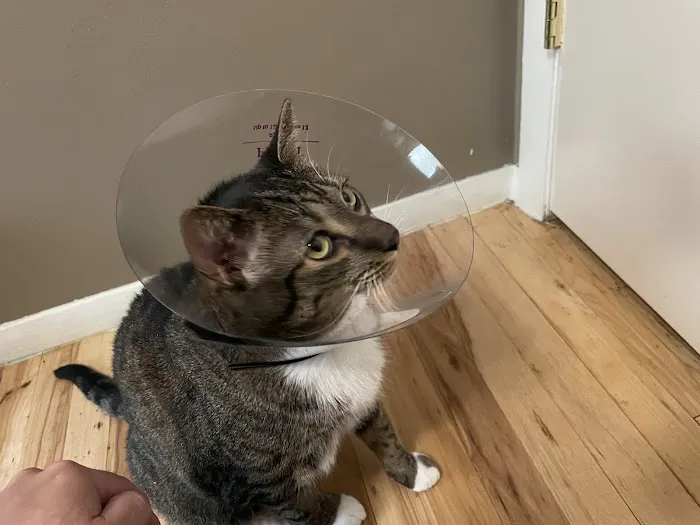 Animal Emergency Center - Rochester Picture 4