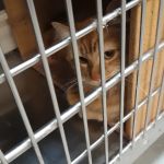 Banfield Pet Hospital