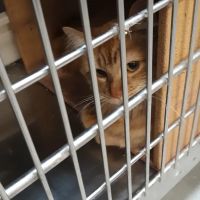 Banfield Pet Hospital ico