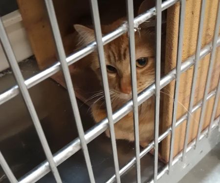 Banfield Pet Hospital