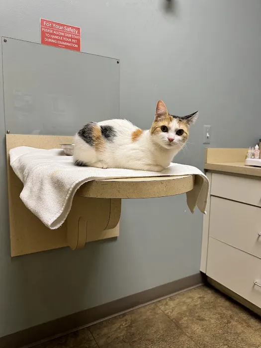 Cat Care of Rochester Hills Picture 7