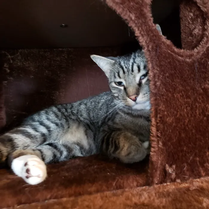 Cat Care of Rochester Hills Picture 10