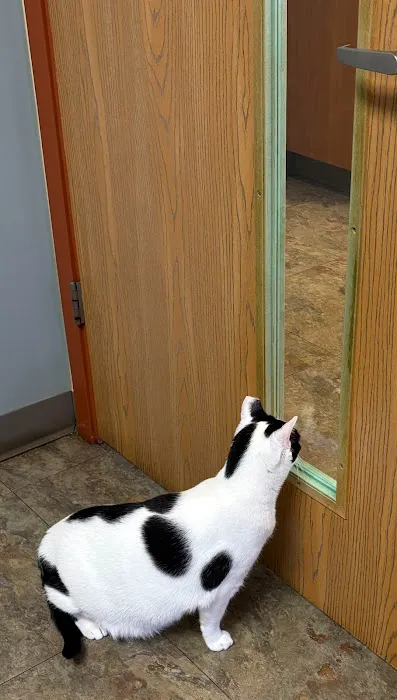 Cat Care of Rochester Hills Picture 1