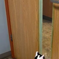 Cat Care of Rochester Hills ico