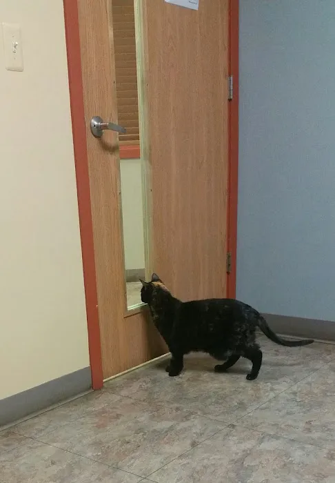 Cat Care of Rochester Hills Picture 9