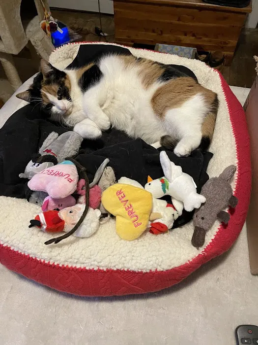 Cat Care of Rochester Hills Picture 5
