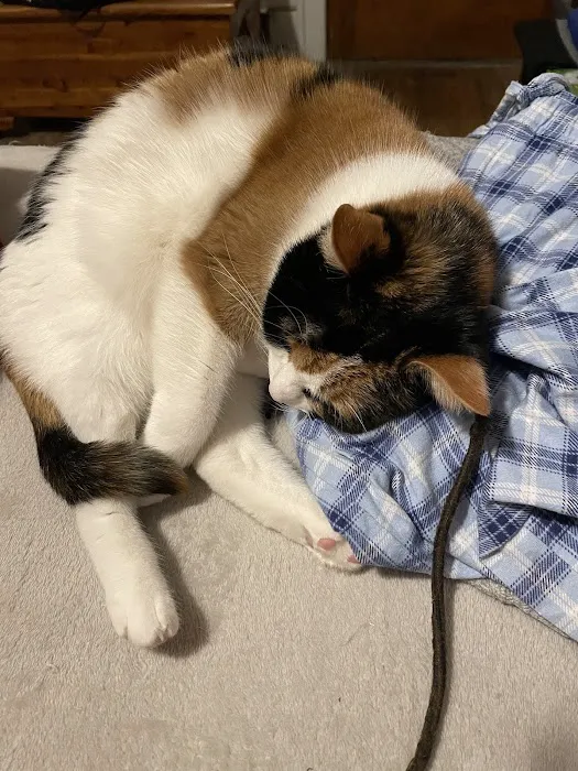 Cat Care of Rochester Hills Picture 2