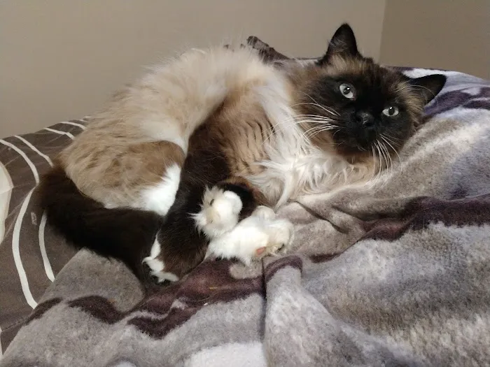 Cat Care of Rochester Hills Picture 8
