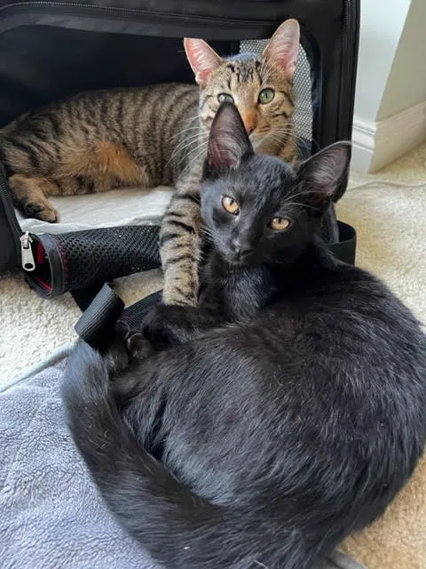 Cat Care of Rochester Hills Picture 3