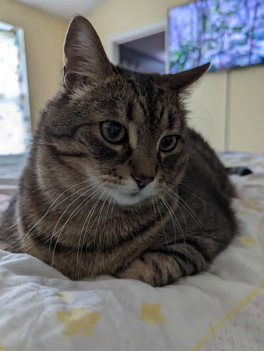 Cat Care of Rochester Hills Picture 4