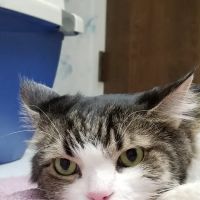 The Kitty Clinic ico