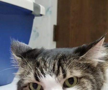 The Kitty Clinic