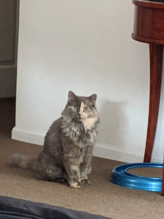 The Kitty Clinic Picture 2