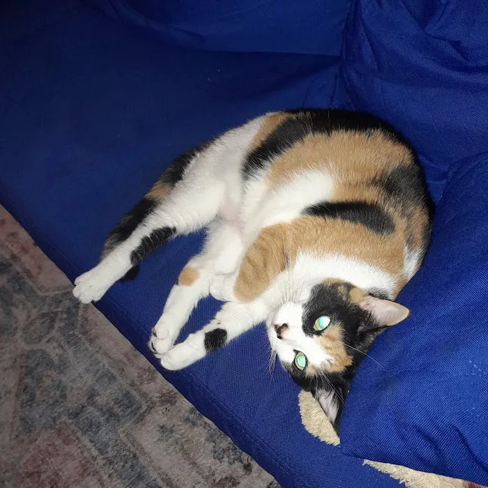 The Kitty Clinic Picture 6