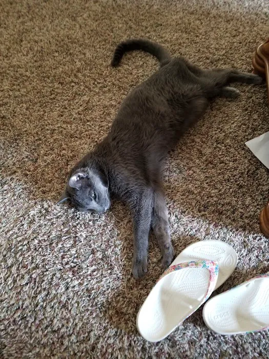 The Kitty Clinic Picture 9