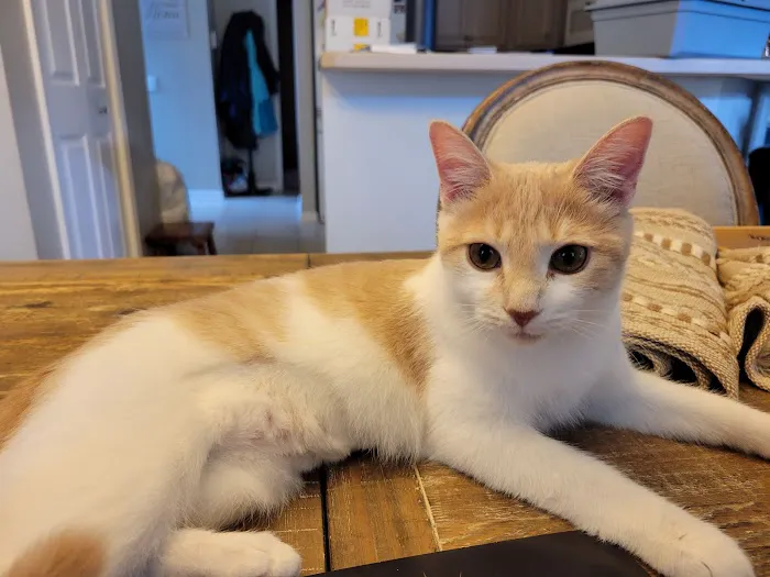 The Kitty Clinic Picture 7