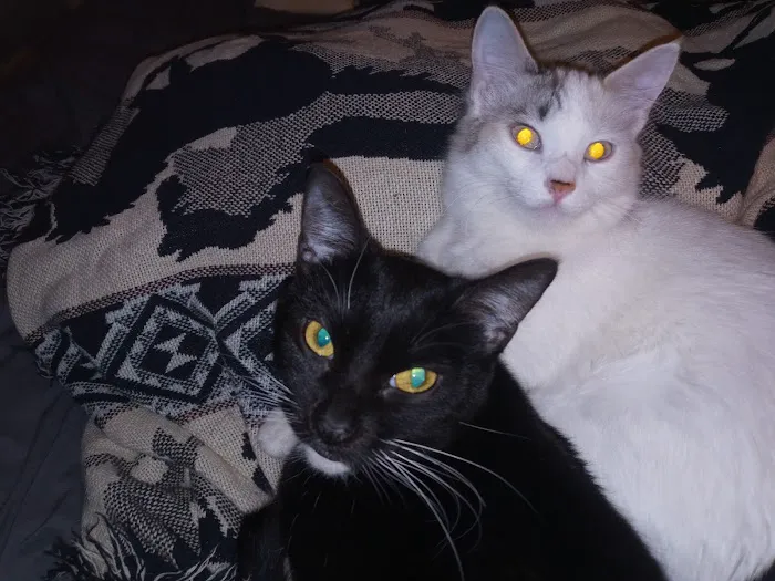 The Kitty Clinic Picture 5