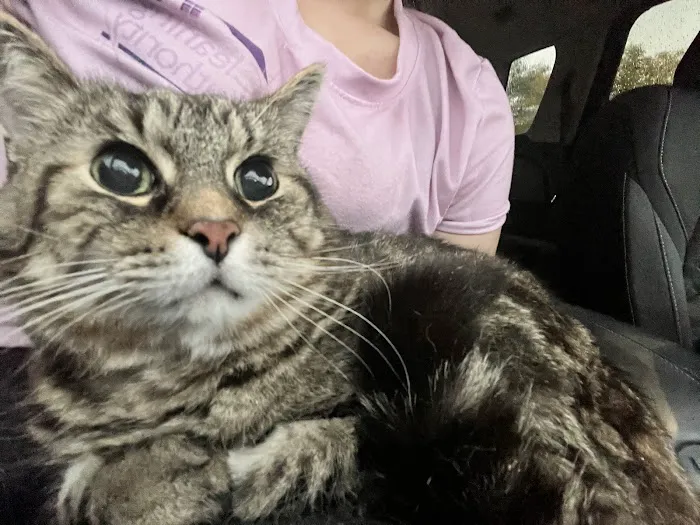 Cats Veterinary Picture 6
