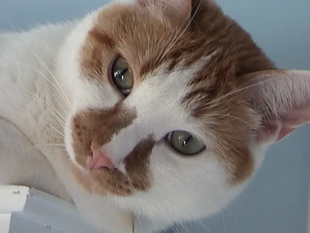 Cats Veterinary Picture 5