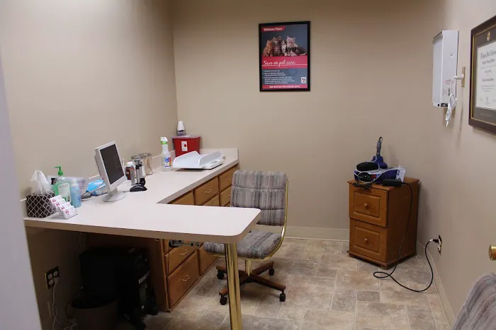 Cats Veterinary Picture 8