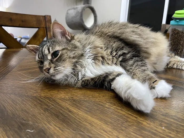 Cats Veterinary Picture 4