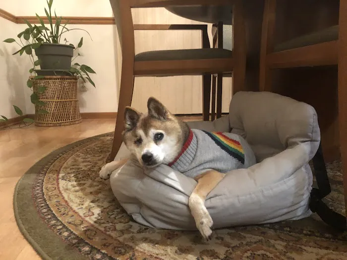 Advanced Animal Emergency Picture 1