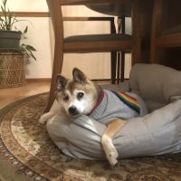 Advanced Animal Emergency ico
