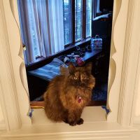 St Francis Animal Hospital ico