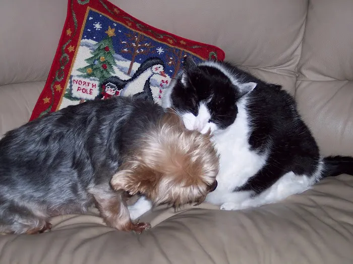 St Francis Animal Hospital Picture 2