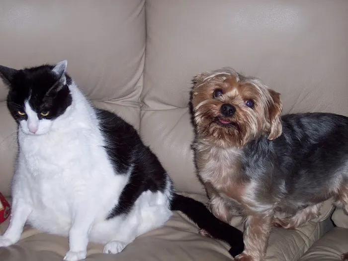 St Francis Animal Hospital Picture 10