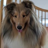 North Gratiot Veterinary Hospital ico
