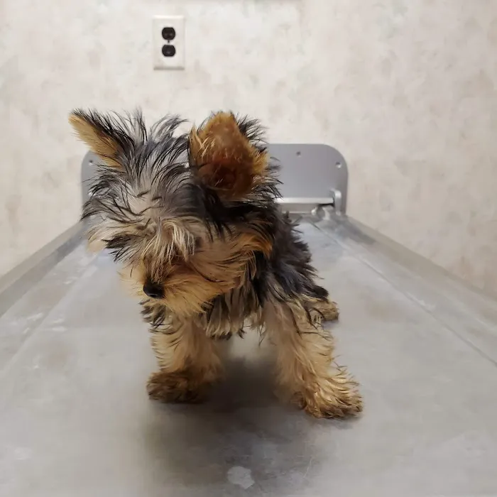 Ross Hospital for Animals Picture 2