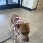 Grand River Animal Hospital