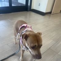Grand River Animal Hospital ico