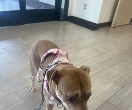 Grand River Animal Hospital
