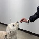Animal Hospital Maple Orchard
