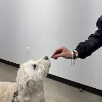 Animal Hospital Maple Orchard ico