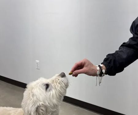 Animal Hospital Maple Orchard