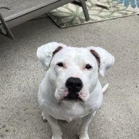 COVE Center of Veterinary Excellence ico